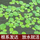 浮萍水草養(yǎng)魚(yú)養(yǎng)龜凈化水質(zhì)水芙蓉魚(yú)缸造景裝飾真水草水培植物好養(yǎng) 水芙蓉2顆（小規(guī)格）