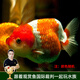 云峰海瑞觀(guān)賞金魚(yú) 冷水魚(yú) 觀(guān)賞魚(yú)金魚(yú) 活體魚(yú) 淡水魚(yú)小金魚(yú)活魚(yú)錦鯉魚(yú) 蘭壽4-6厘米4條（顏色隨機）