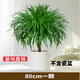 草莊櫻之戀 龍須樹大型綠植多頭龍血樹龍鐵樹發(fā)財樹室內(nèi)客廳盆栽花卉 龍須樹80厘米一顆 不含盆