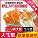 丹東大飛蟹全母蟹滿(mǎn)黃爆肥老東溝野生梭子蟹紅膏蟹鮮活海蟹大螃蟹 4-6兩 大號【2斤4只裝】