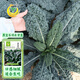 鳳鳴雅世食用羽衣甘藍種子四季盆栽菜苗冬季黑寶石羽衣甘藍種子100粒