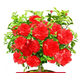 墨薰槿【濃香驅蚊蟲(chóng)】四季開(kāi)花驅蚊花草苗驅蠅盆栽重瓣陽(yáng) 紅色（精品6年苗）配肥料 不含盆