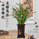 行湘蘭花墨蘭企黑綠植盆栽 企黑墨蘭7-8苗+蘭花塑料盆+底托 源頭直發(fā)