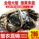 【活蟹】陽(yáng)澄小斌大閘蟹 鮮活特大螃蟹公蟹母蟹 海鮮水產(chǎn)生鮮禮盒 全母3.0-3.3 八只禮盒蘇州精挑蟹