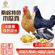 農(nóng)家散養(yǎng)土雞生鮮雞肉煲湯母雞2.4斤+烏雞2斤組合禮盒源頭直發(fā)