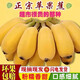 時寐廣西正宗蘋果蕉新鮮現(xiàn)摘現(xiàn)發(fā)整箱當(dāng)季水果粉糯自然熟酸甜香蕉 產(chǎn)地直發(fā)帶箱5斤