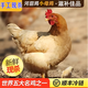 正宗現(xiàn)殺長汀河田雞福建龍巖特產(chǎn)散養(yǎng)閹雞吃谷子公雞母雞真空順豐 300天公雞【3.5斤以上】日常白斬最佳