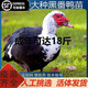 一斤正宗黑番鴨活鴨包活到家鴛鴦鴨紅臉洋鴨鴨苗活苗脫溫苗 【1斤】黑番鴨-1公5母-6只裝
