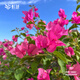 虹越（HONGYUE）三角梅盆栽苗花苗 盆景爬藤造景觀(guān)賞彩色花卉植物 同安紅170#（帶盆栽好）