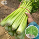 壽禾 芹菜種子香芹四季山芹陽(yáng)臺盆栽種菜蔬菜種秋冬季菜種籽 西芹種子5g+秧20棵