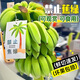 臨雅禁止蕉綠香蕉辦公室桌面綠植水培植物芭蕉樹盆栽水果室內(nèi)可食用慮 【帶桿7-9斤裝】鮮切香蕉送卡片 帶花瓶