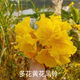 禾之潤黃花風(fēng)鈴木小苗 繡球紫花風(fēng)鈴木樹苗黃花風(fēng)鈴樹珍貴 黃花風(fēng)鈴(高度) 35-50公分