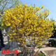 御春閣庭院綠化苗木連翹花樹(shù)苗連翹迎春花樹(shù)苗黃花條金鐘花黃老虎小苗 3年苗以上好成活