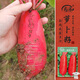 壽禾 水蘿卜種子苗紅皮白肉甜脆春季種蔬菜種籽 留翠水蘿卜種子25g