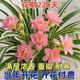 【耐寒】金邊吊蘭濃香型重瓣大花綠植花卉四季開(kāi)花盆栽室內好養活 重瓣大花香水味【粉色] 熱銷(xiāo):【8個(gè)球根]+肥+開(kāi)花爆枝