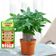 京東綠植發(fā)財樹(shù)盆栽水培桌面綠植物擺件招財三桿辦公室內帶盆花卉源頭直發(fā)