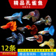 森悠（SARYOR）孔雀魚純種觀賞魚小型淡水好養(yǎng)熱帶魚活體斑馬金魚鳳尾魚繁殖 精品孔雀魚10條+2條備損