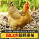 鮮其間正宗清遠(yuǎn)陽山雞土雞農(nóng)家散養(yǎng)走地雞雞項(xiàng)整只新鮮現(xiàn)殺老母雞大扇雞 【陽山雞項(xiàng)】殺好約3.3斤/1只裝 雜糧喂養(yǎng)（現(xiàn)殺現(xiàn)發(fā)）