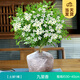 開時(shí)果 九里香盆栽樹苗老樁 水培植物陽臺(tái)桌面花卉綠植盆景源頭直發(fā)包郵 【約30-40cm】單桿九里香+原土發(fā)貨 （加享 營(yíng)養(yǎng)肥料）