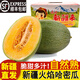 鑫果滋【順豐】新疆哈密瓜火焰蜜瓜吐魯番網(wǎng)紋西州蜜25號(hào)伽師瓜水果 6-7斤（2枚） 多款彩箱禮盒裝-新疆直發(fā)