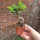 小葉榆樹(shù)盆景提根微盆栽植物辦公室掌上盆景 榆樹(shù)微小造型根1棵
