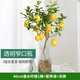 臨雅水培植物香水檸檬樹(shù)盆栽花卉室內花可食用辦公室桌面秋冬好養綠植 香水檸檬1棵+透明窄口瓶