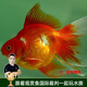 云峰海瑞觀賞金魚(yú) 冷水魚(yú) 觀賞魚(yú)金魚(yú) 活體魚(yú) 淡水魚(yú)小金魚(yú)活魚(yú)錦鯉魚(yú) 【精品】鎏金7-9cm4條（隨機(jī)）