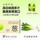沁煦嚴選【順豐】正宗山東鐵桿章丘大蔥生吃高白脆大蔥新鮮蔬菜禮盒裝 3斤 【嚴選禮盒裝丨順豐到家】