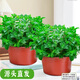 聽雪樓大盆薄荷盆栽A級大苗室內(nèi)綠植貓薄荷葉迷迭香香草植物 特A級大盆薄荷（原土簡易盆）×2盆