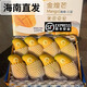 田果匠海南三亞金煌芒（順豐空運）特產(chǎn)特大芒果當季新鮮芒果水仙芒禮盒 5斤 特大果禮盒裝