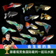 云峰海瑞小型熱帶魚觀賞魚孔雀魚雜袍孔雀魚天空藍(lán)活體活魚紅扇血紅 雜袍孔雀魚8條+2條備損 共10條