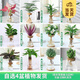 開(kāi)時(shí)果 水培植物辦公室內桌面盆栽 水養綠蘿水生花植物綠植源頭直發(fā)包郵 【4盆自選】組合水培植物 （加贈 營(yíng)養液）