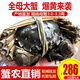 【活蟹】陽澄小斌大閘蟹 鮮活精挑特大螃蟹公蟹母蟹生鮮水產(chǎn)禮盒 全母3.0-3.3 八只禮盒蘇州精挑蟹