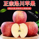 25年洛川蘋(píng)果早熟紅富士  陜西延安特產(chǎn)新鮮生鮮水果中秋禮盒 15枚75mm禮盒(酸甜口)