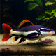 招財貓魚(yú)苗紅尾貓紅尾鯰魚(yú)觀(guān)賞魚(yú)新手好養大型肉食兇猛觀(guān)賞魚(yú)大貓 11-13厘米招財貓2條