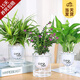 開時(shí)果 綠植盆栽桌面水培綠植 辦公室植物懶人盆景水養(yǎng)植物源頭直發(fā)包郵 滿天星+綠蘿+吊蘭
