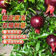 瑯闕石榴樹(shù)苗特大果樹(shù)苗庭院南方種植盆景盆栽 紫玉2-3cm粗源頭直發(fā)