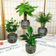 雙盟四盆組合植物室內綠植盆栽發(fā)財樹(shù)九里香椰子金鉆好養活源頭直發(fā) 