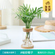 開(kāi)時(shí)果 水培植物辦公室內桌面盆栽 水養綠蘿水生花植物綠植源頭直發(fā)包郵 袖珍椰子（含玻璃瓶+竹托） （加贈 營(yíng)養液）