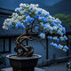 【藍白冰心】三角梅盆栽綠植老樁耐寒植物陽(yáng)臺庭院四季花卉開(kāi)花 精品苗【包成活對版】+開(kāi)花+肥料 【七年老苗】99%人選擇（三個(gè)月內開(kāi)花）推薦