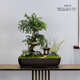 澳洲杉盆景老樁造型植物室內(nèi)客廳辦公室綠植南洋杉不老松盆栽耐旱 澳洲杉-[紫砂四方盆] 帶盆栽好