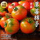 京地達山東鐵皮草莓西紅柿 凈重3斤單果50g+番茄柿子自然熟源頭直發(fā)包郵