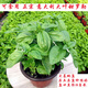 卉雙意大利大葉甜羅勒九層塔帶盆可吃香草新鮮綠植盆栽?xún)艋諝庀懔?甜羅勒(大基地盆)