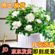泰西絲梔子花盆栽花卉綠植盆栽盆景 120號梔子花+白豎紋陶瓷盆 源頭直發(fā)