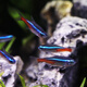 紅綠燈紅綠燈科魚(yú)金波子熱帶淡水活體觀(guān)賞小型魚(yú)寵物寶蓮燈孔雀魚(yú)群游魚(yú) 特價(jià)1.2-1.5cm紅綠燈11條含1備損