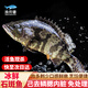 漁傳播海南冰鮮三去龍躉石斑魚 凈含量450-500g/條魚類 源頭直發(fā) 包郵