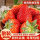 【現(xiàn)貨】云南牛奶大草莓高山露天紅顏奶油烘焙偏酸草莓新鮮水果 5斤 單果8-20g