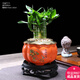 幼薇富貴竹室內(nèi)植物節(jié)節(jié)高桌面綠植帶根好養(yǎng)步步高花卉文昌竹客廳盆栽 富貴竹叢林+橘黃南瓜陶瓷盆+圓形底盤 帶盆栽好