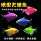 多彩大號糖果天使魚(yú)熱帶觀(guān)賞魚(yú)淡水魚(yú)群游小型魚(yú)不褪色耐活好養 4色天使魚(yú)隨機8條備2共10條3-4cm