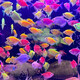 天使觀(guān)賞魚(yú)熱帶小型群游七彩淡水糖果天使魚(yú)新手養易活好養不褪色 多姿多彩天使組合【6條】5條+1條備損 2025款新魚(yú)【3-4厘米】公母搭配可繁殖